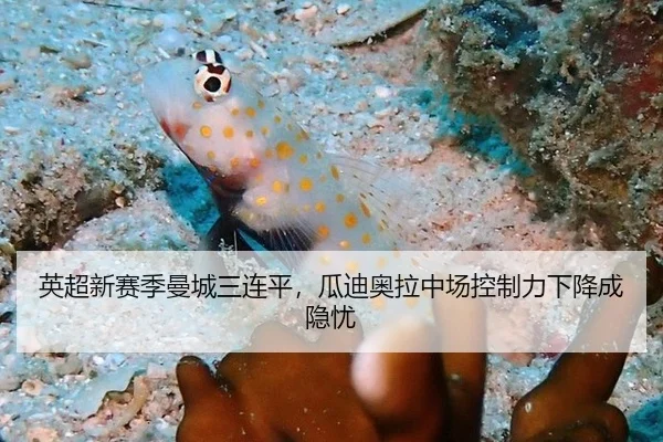英超新赛季曼城三连平，瓜迪奥拉中场控制力下降成隐忧